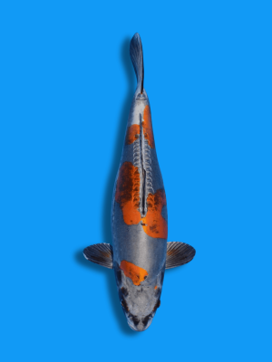 Ki Kikokuryu | Koi&Co.